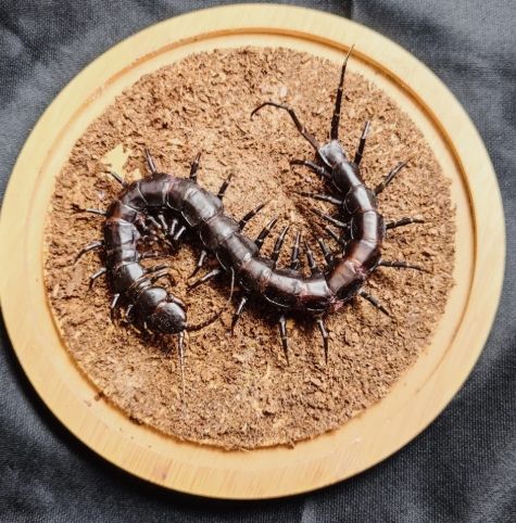 蜈蚣防治 蜈蚣防治