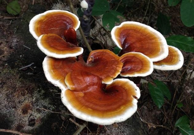 靈芝不良反應 靈芝不良反應