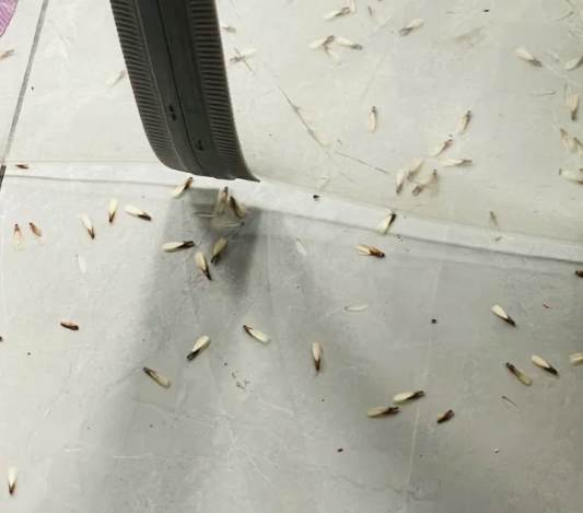 飛蟻生命週期 飛蟻生命週期