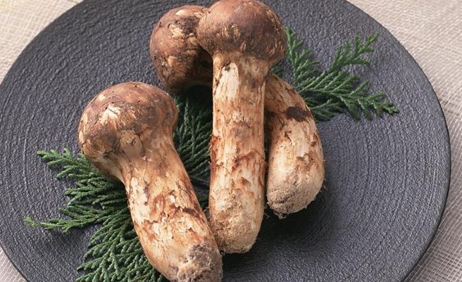 黑松茸菇功效 黑松茸菇功效