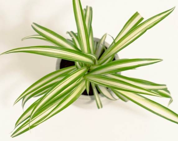 吊蘭淨化空氣 吊蘭淨化空氣