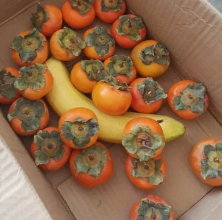 柿子香蕉同食 柿子香蕉同食