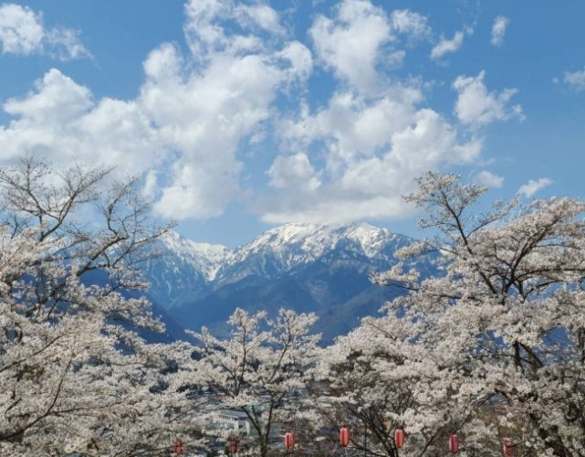 日本櫻花季