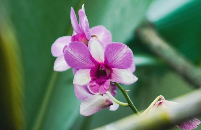 蘭花謝了會再開嗎