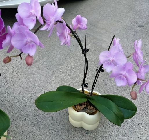 蝴蝶蘭花後護理 蝴蝶蘭花後護理