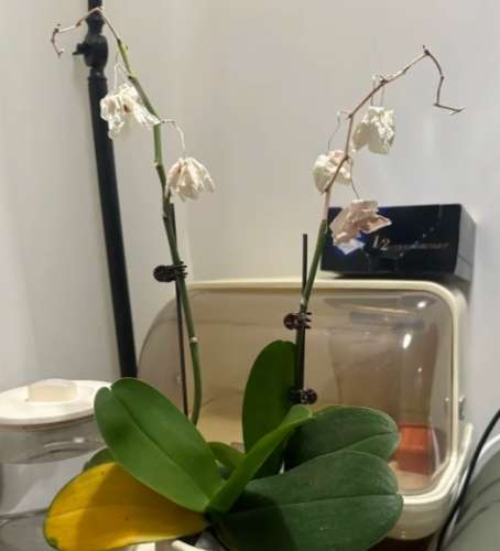 蘭花凋謝原因 蘭花凋謝原因