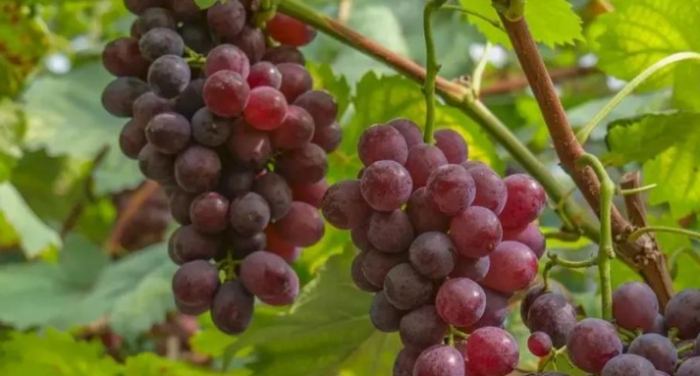 高尿酸飲食水果