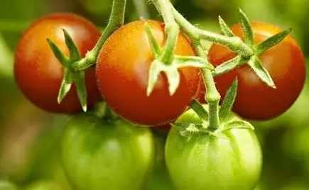 綠番茄好處 綠番茄好處
