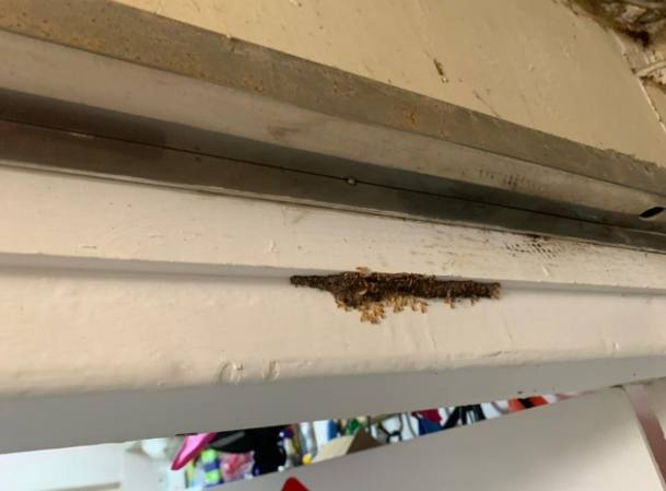 飛蟻入侵房間原因