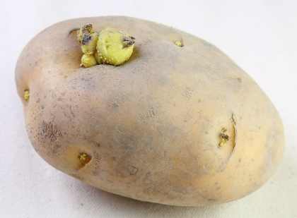 馬鈴薯怎樣不能吃