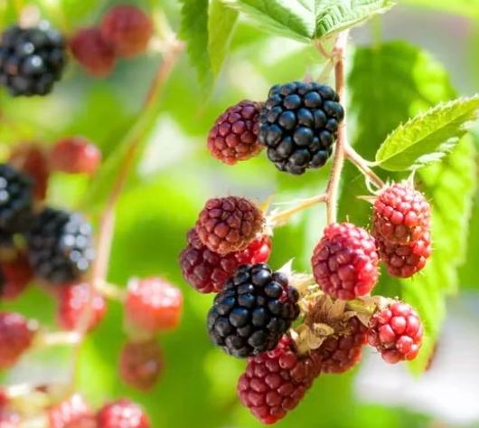 桑葚食用注意事項 桑葚食用注意事項