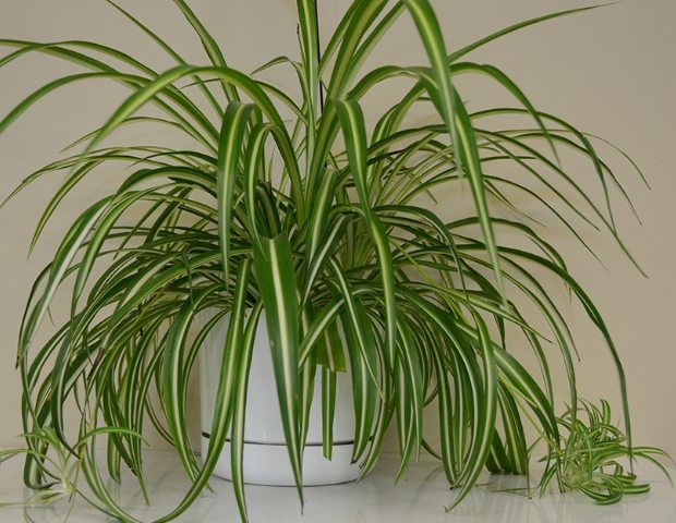 吊蘭淨化空氣 吊蘭淨化空氣