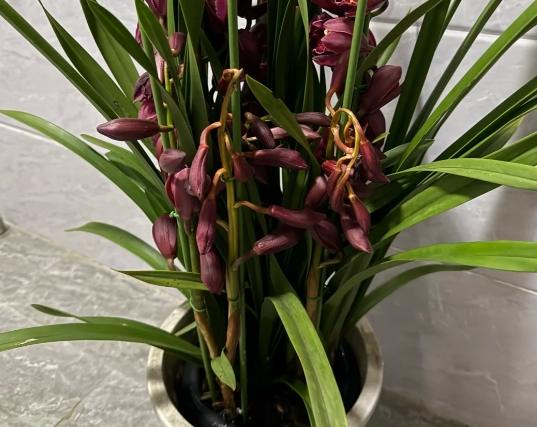 蘭花枯萎原因 蘭花枯萎原因