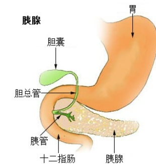 胰臟壞死症狀 胰臟壞死症狀