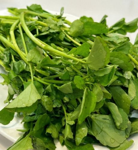 西洋菜健康益處 西洋菜健康益處