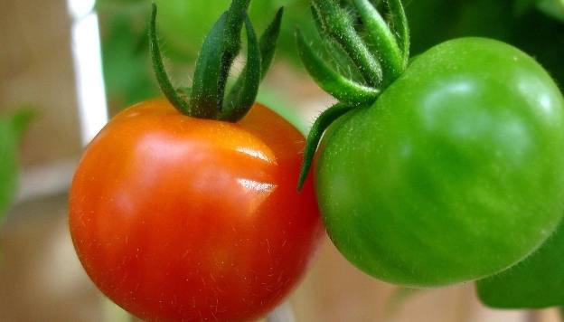 未成熟番茄食用 未成熟番茄食用