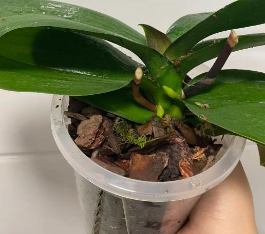 蘭花花後管理 蘭花花後管理