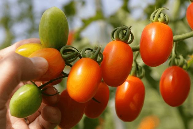 橘色番茄 紅色番茄 比較 橘色番茄 紅色番茄 比較