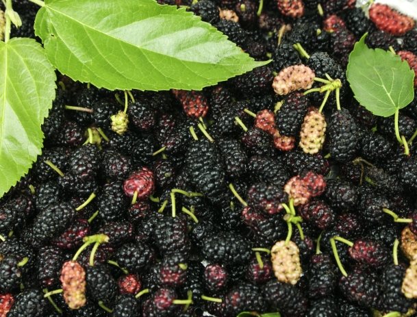 桑葚泡水好處 桑葚泡水好處