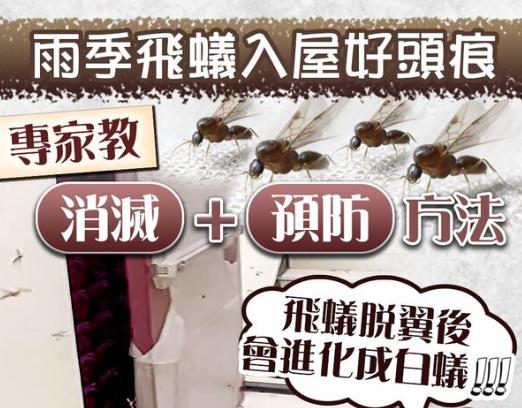 為什麼房間會有飛蟻