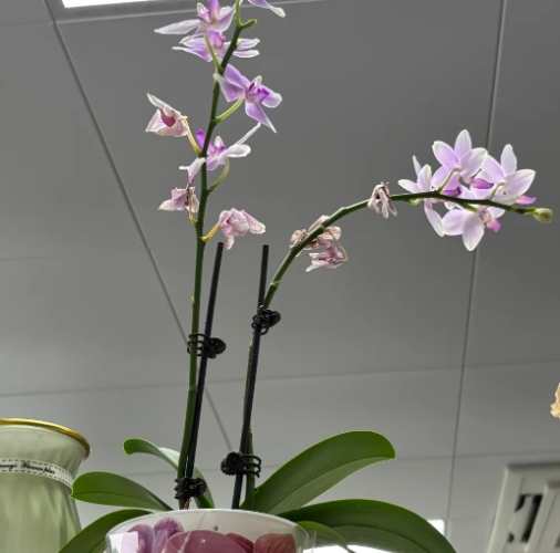 蘭花枯掉 蘭花枯掉