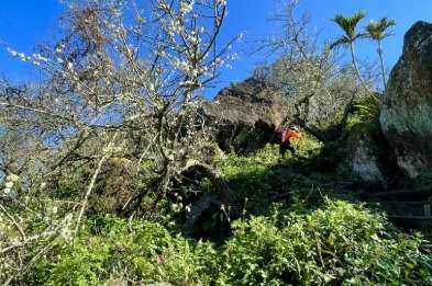 雞籠山大凍山登山 雞籠山大凍山登山