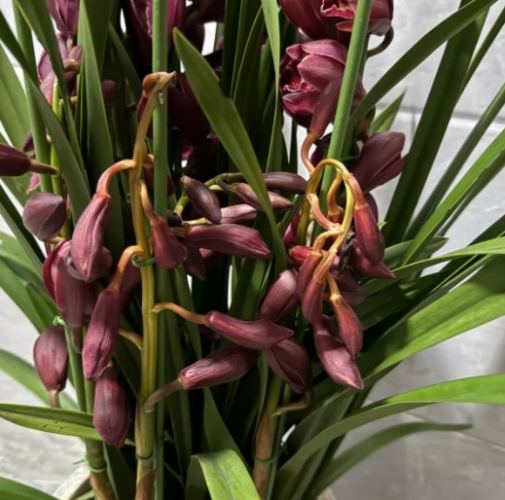 蘭花枯掉 蘭花枯掉