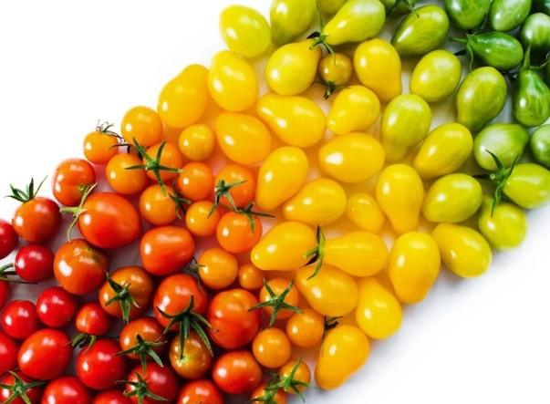 橘色番茄 紅色番茄 比較 橘色番茄 紅色番茄 比較