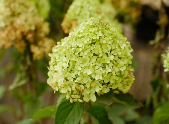 繡球花象征意義 繡球花象征意義