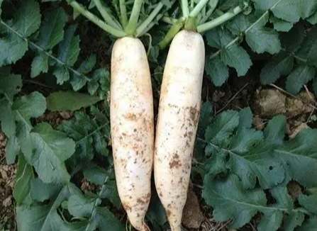 食物相剋健康 食物相剋健康