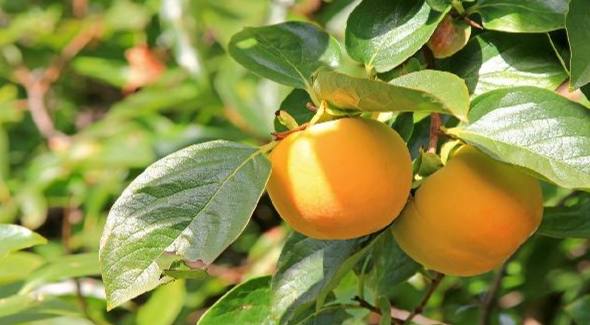 柿子食物相剋 柿子食物相剋