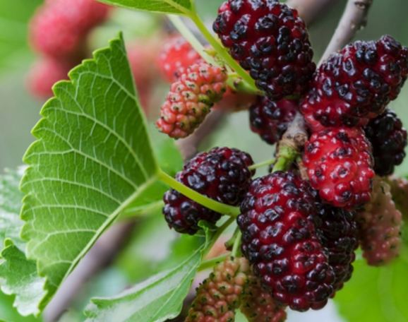 桑葚副作用 桑葚副作用