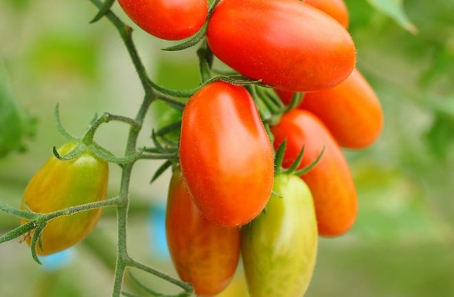 橘色番茄營養價值 橘色番茄營養價值