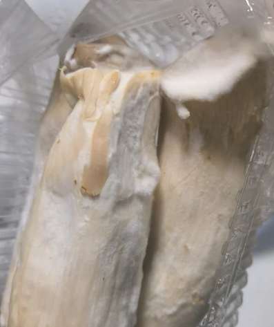 杏鮑菇變質跡象 杏鮑菇變質跡象