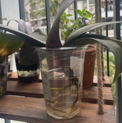 蝴蝶蘭開花後處理 蝴蝶蘭開花後處理