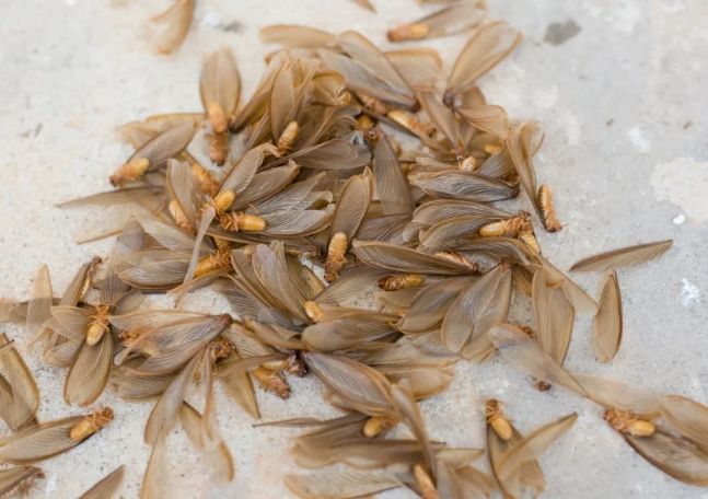 飛蟻生命週期 飛蟻生命週期