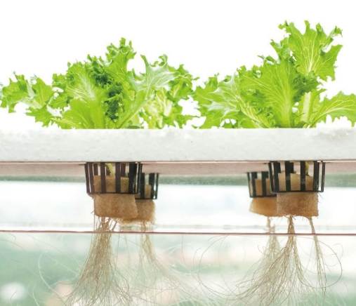 水耕種植的好處