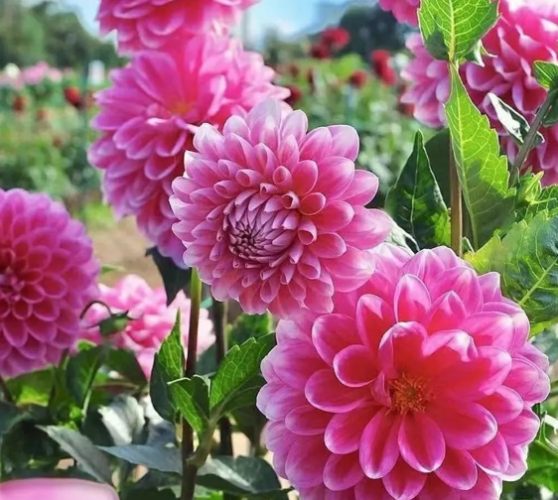 背叛花语 背叛花语