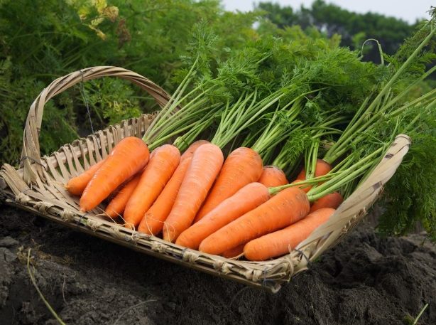 紅蘿蔔營養價值 紅蘿蔔營養價值