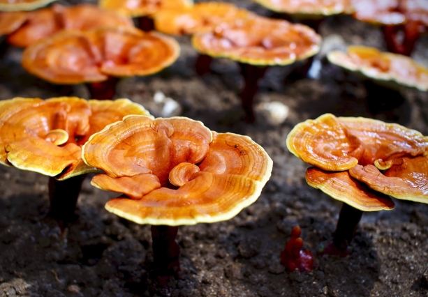 靈芝安全使用 靈芝安全使用