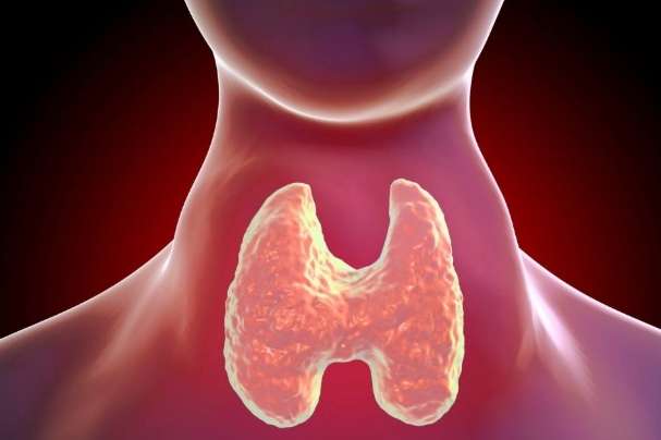 甲狀腺低下可以吃魚油嗎