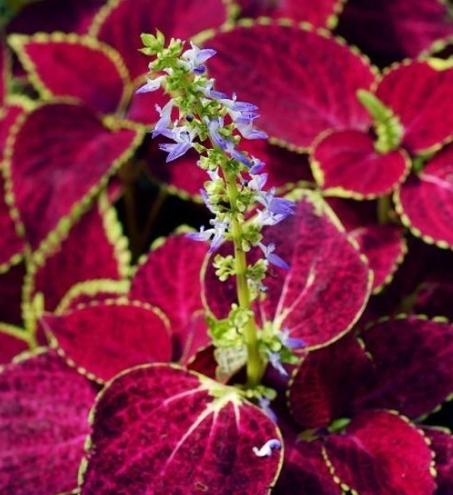 代表失望的花 代表失望的花