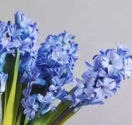 絕望花語 絕望花語