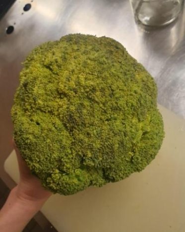 花椰菜變黃還能吃嗎