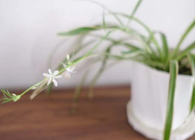 吊蘭開花照顧 吊蘭開花照顧