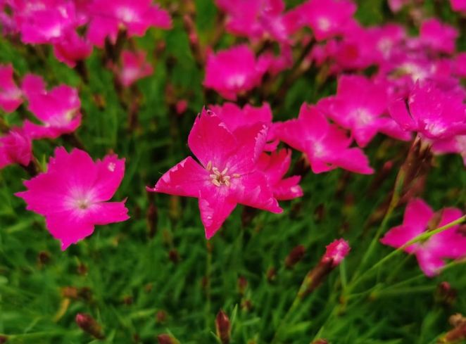 背叛花语 背叛花语