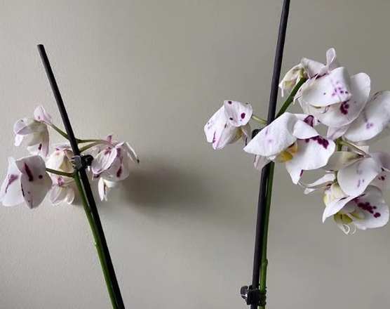 蘭花凋謝原因 蘭花凋謝原因