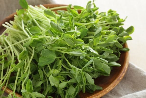 豌豆苗清洗方法 豌豆苗清洗方法