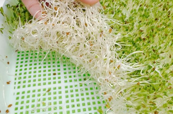 苜蓿芽種植方法 苜蓿芽種植方法