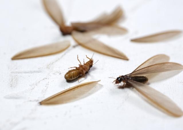 白蟻幼蟲防治 白蟻幼蟲防治